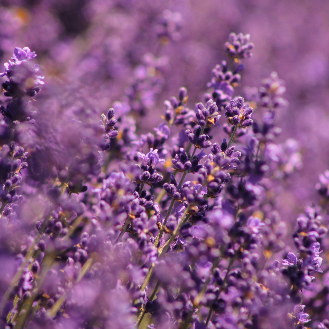 Sea of Lavender Candle
