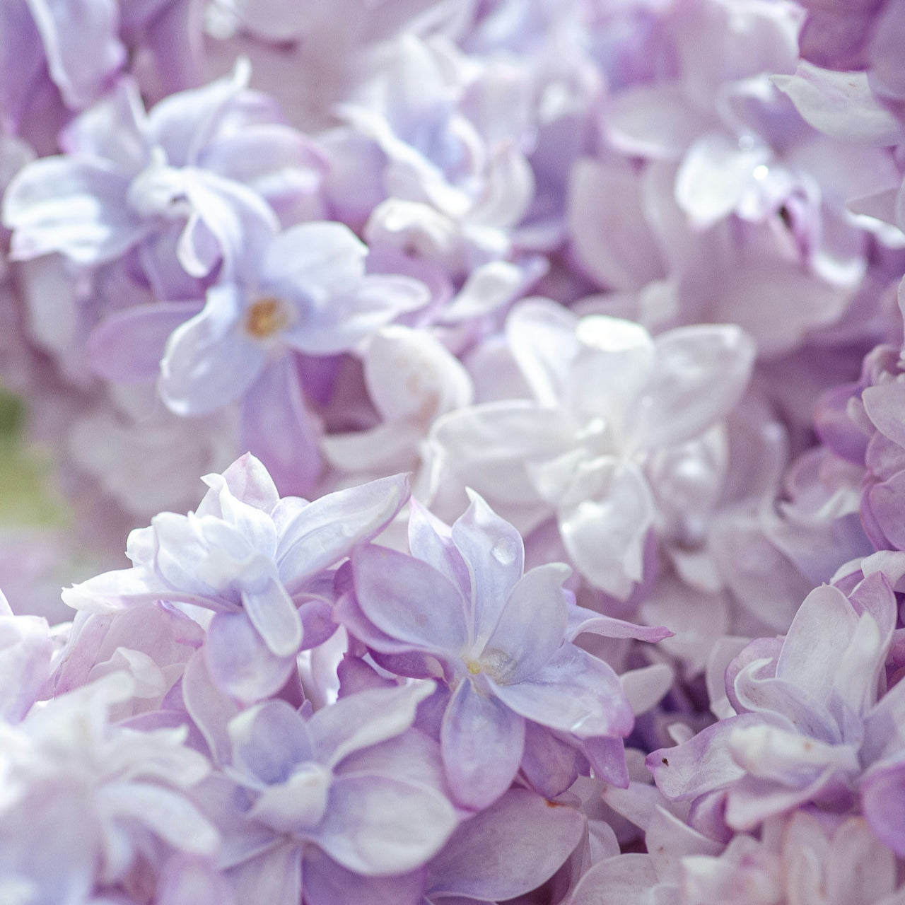 Sea of Lavender Candle