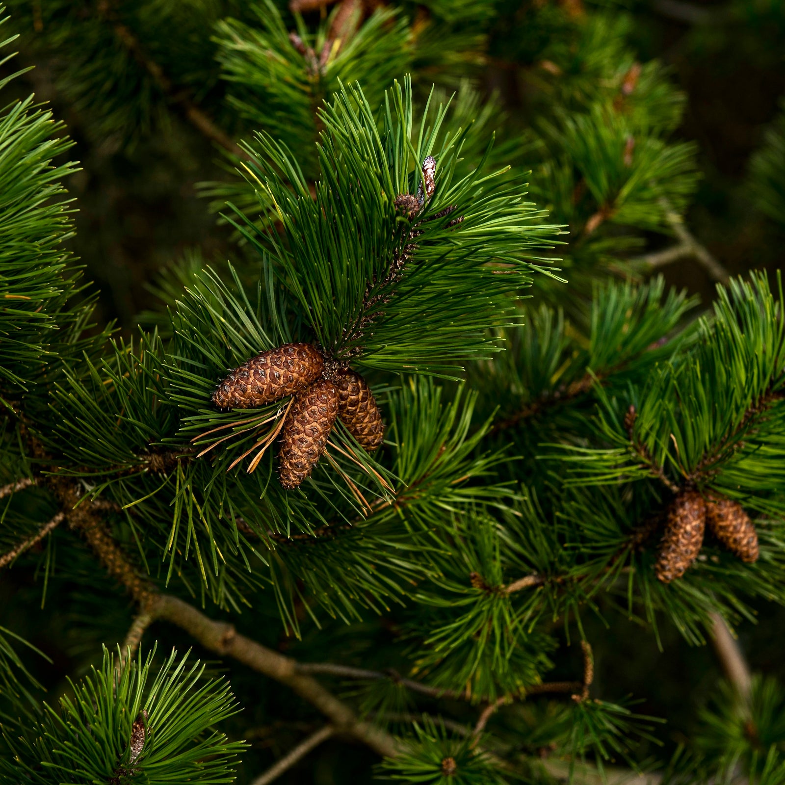 Vintage Christmas Eve