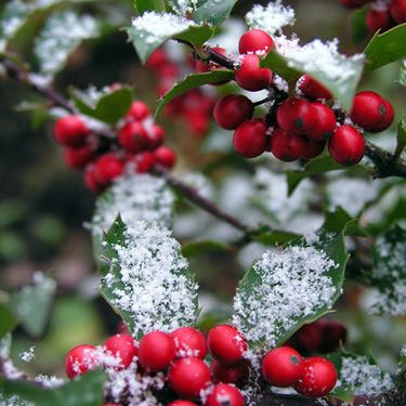 Holly Berry Candle