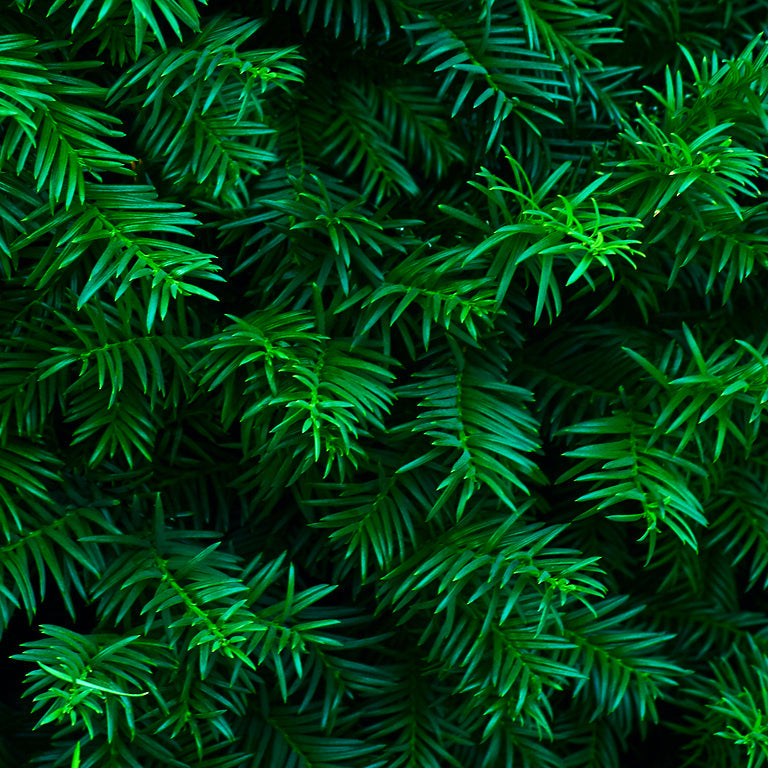 Fir Evergreen Candle