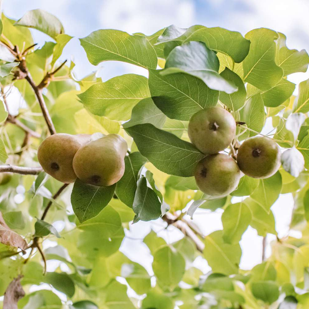 In A Pear Tree Candle