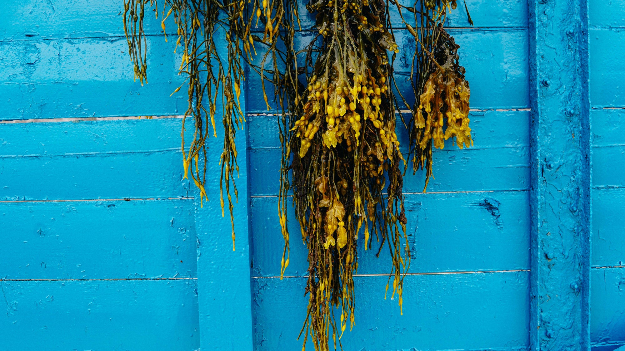 Fucus Vesiculosus Sea Kelp Harvesting in Nova Scotia, Natural Skincare