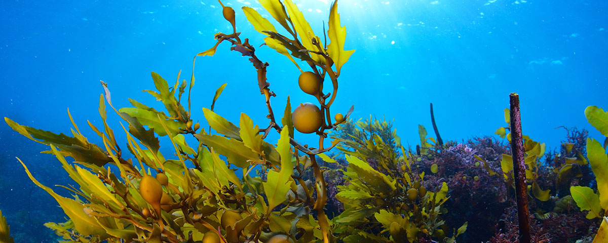 What outlet is kelp