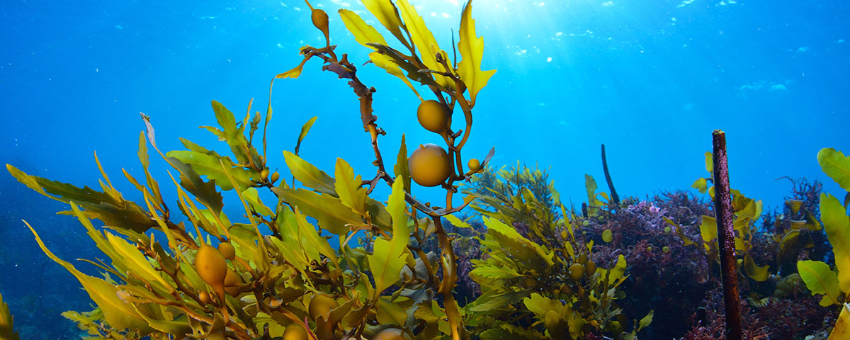 What Does Sea Kelp Do For The Skin?
