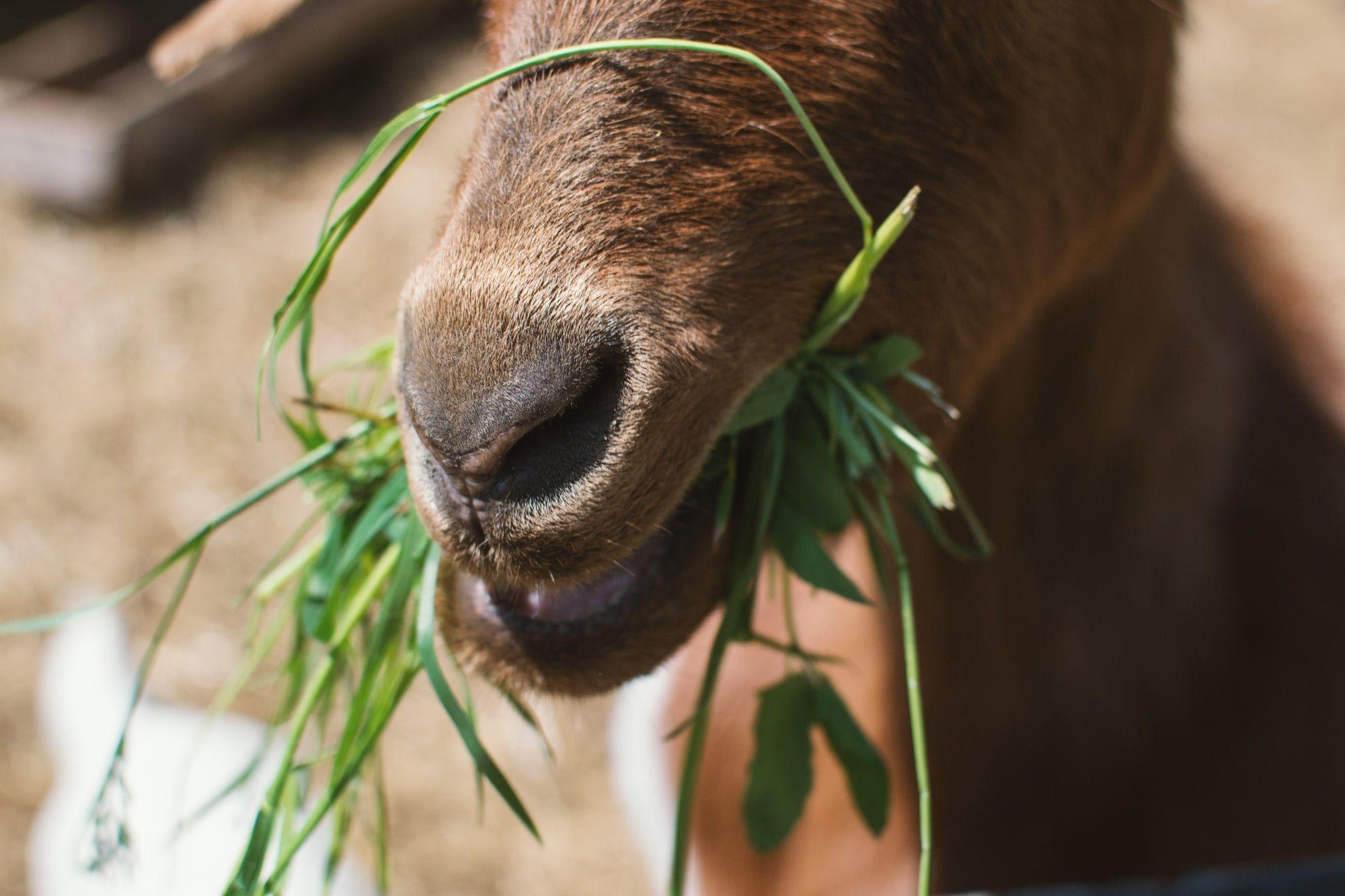 Top 4 Skin Benefits of Goats Milk Soap