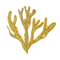 SEA VITAMINS & MINERALS