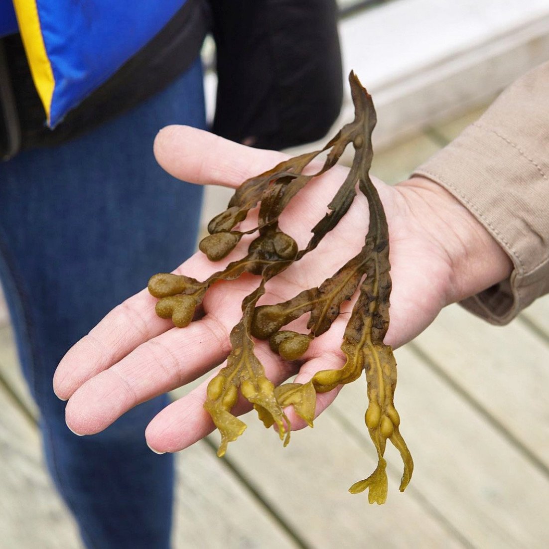 Two Pack Lip Balm - Original