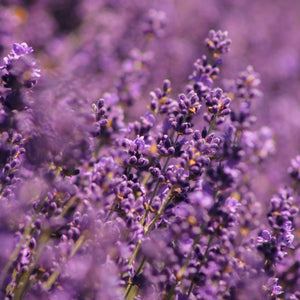 Sea of Lavender