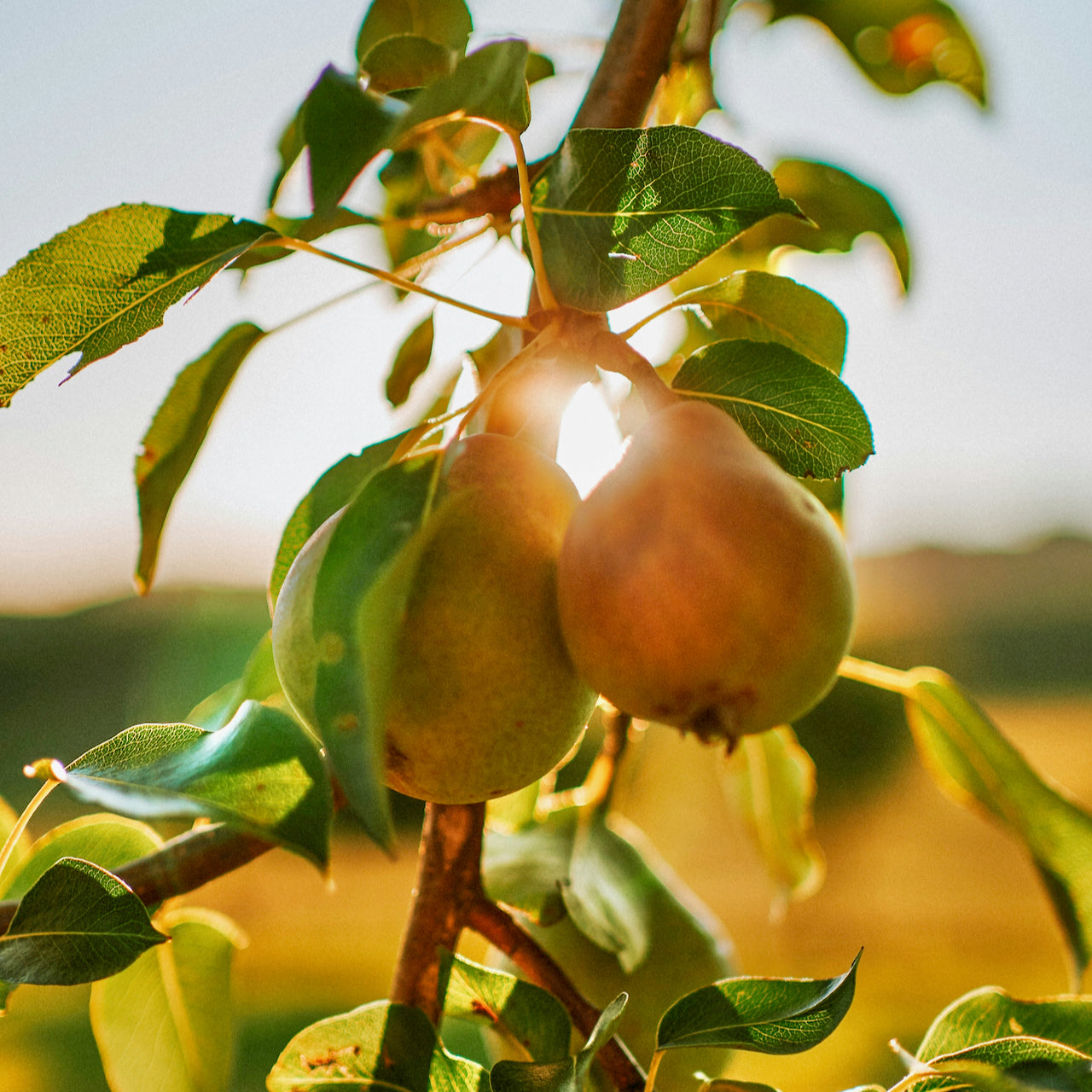 Honeysuckle & Pear