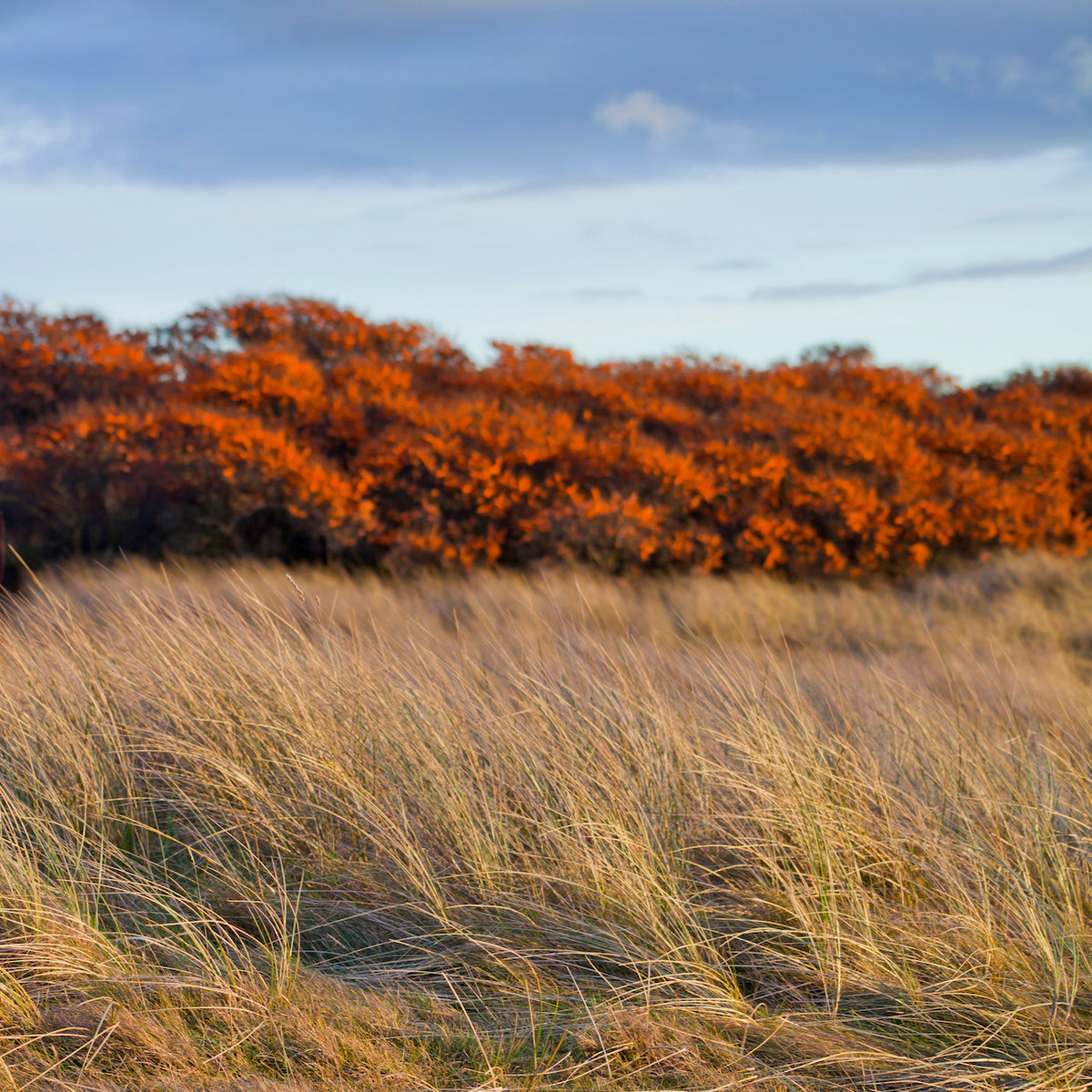 Soap Bar - Seabuckthorn &amp; Shea