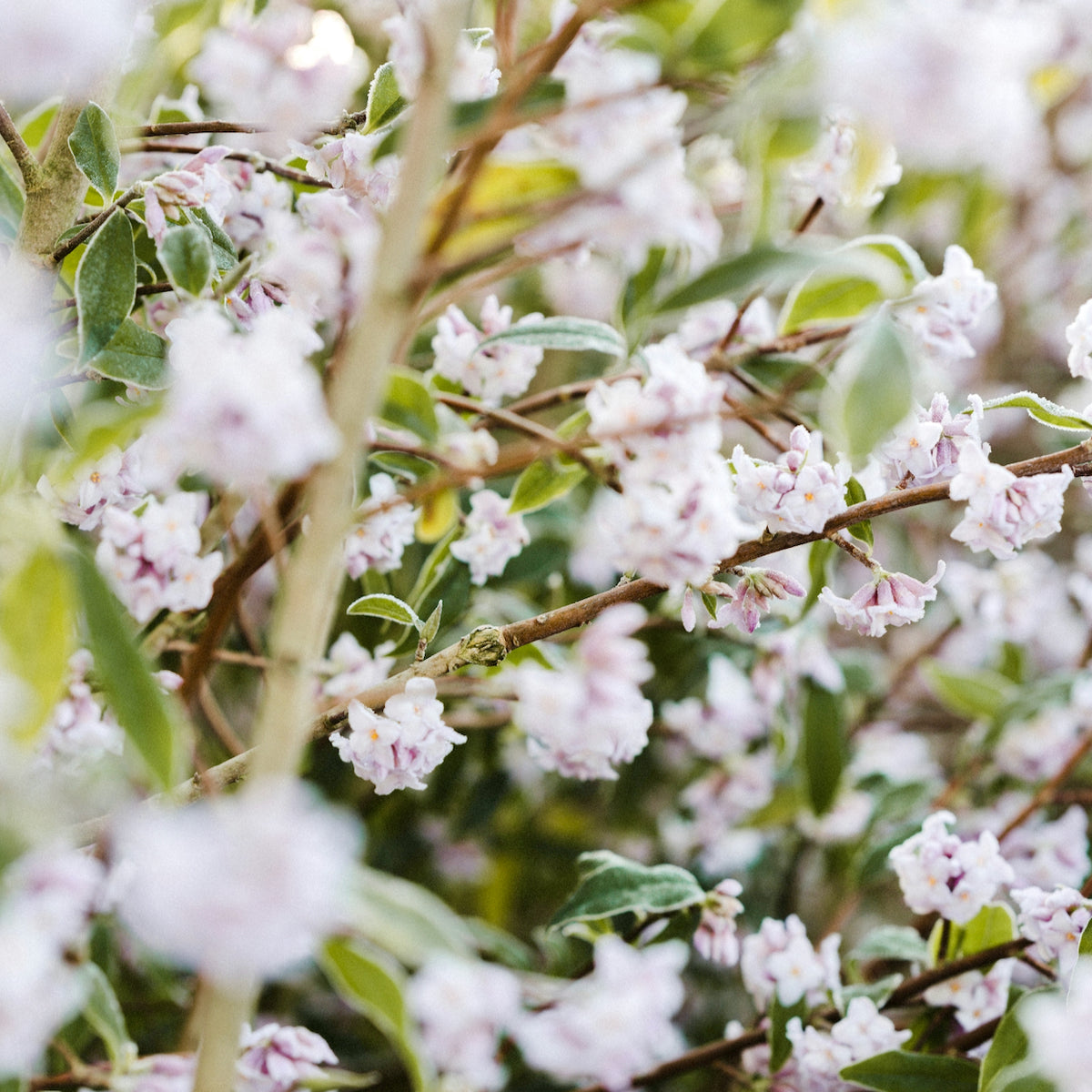 Atlantic Nor&#39;Easter