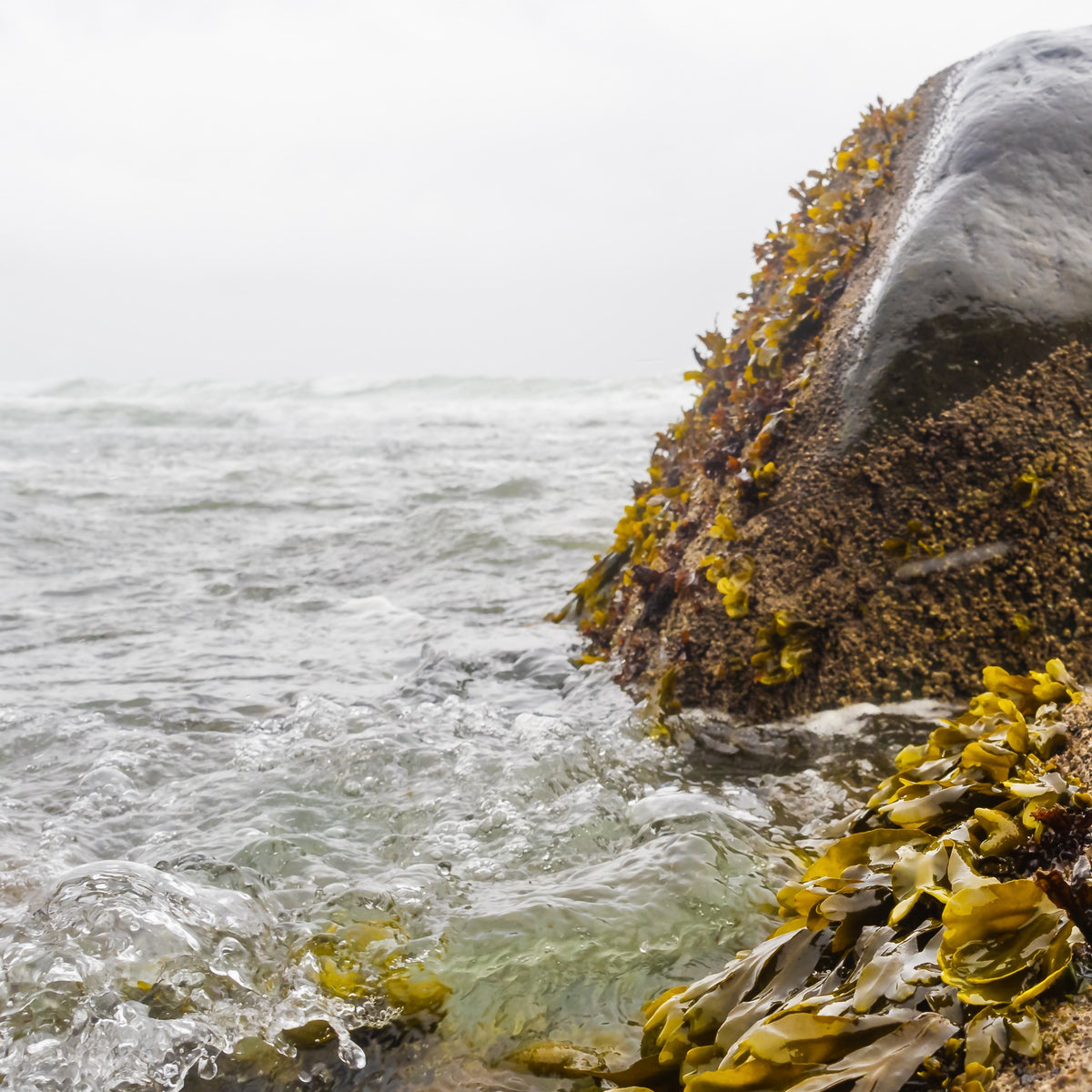 Original Sea Kelp - Small