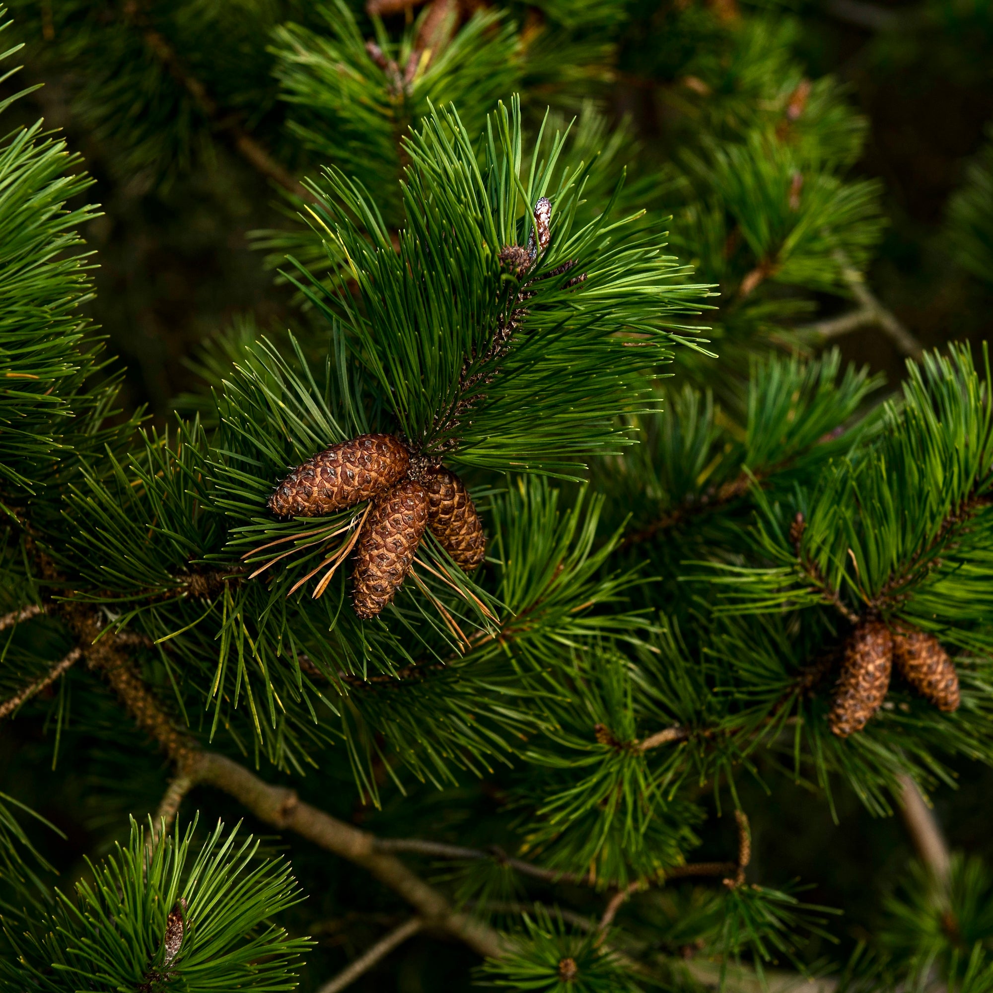 Vintage Christmas Eve