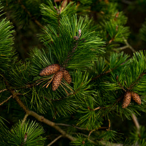 Vintage Christmas Eve