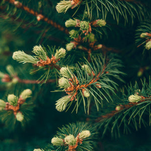 Old Christmas