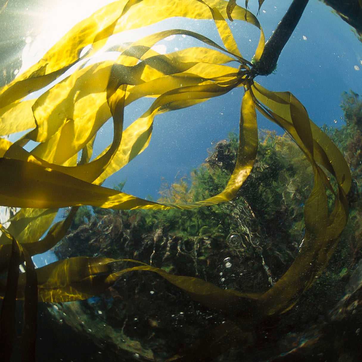 Travel Salt-N-Sea Facial Soap
