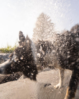 Pet Bar - Dog Shampoo Bar