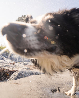 Pet Bar - Dog Shampoo Bar