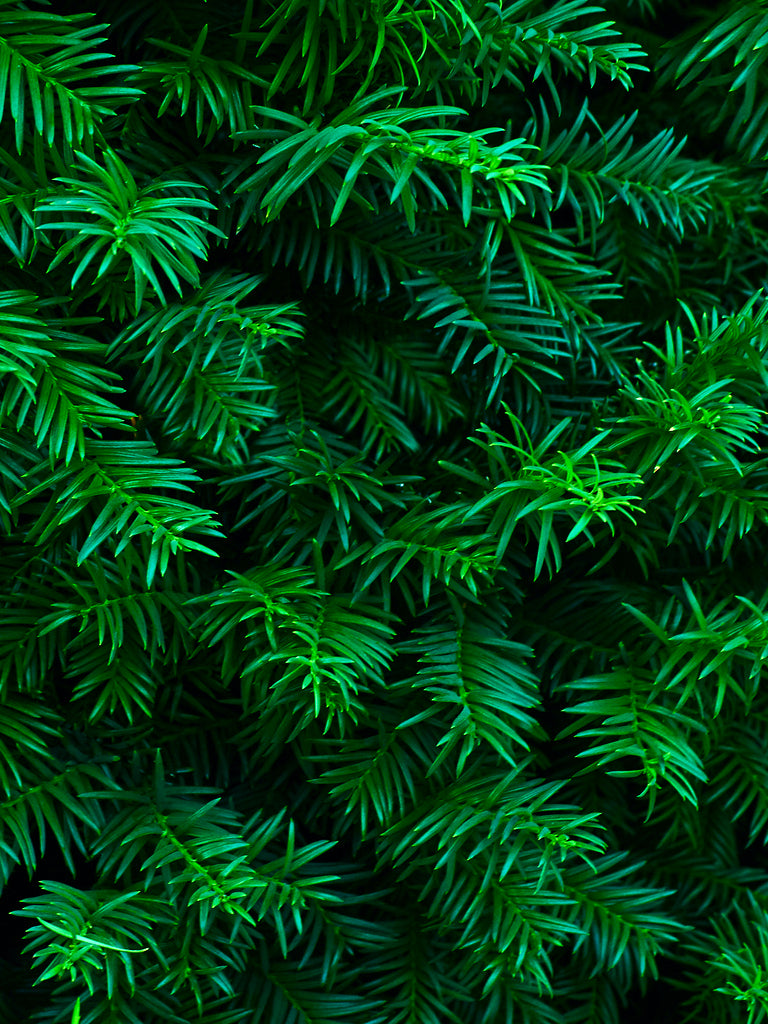 Fir Evergreen