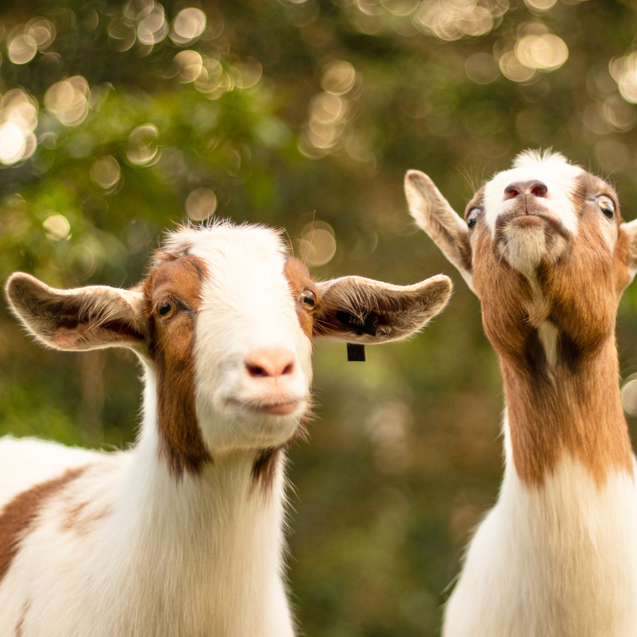 Soap Bar - Goat's Milk (Unscented)