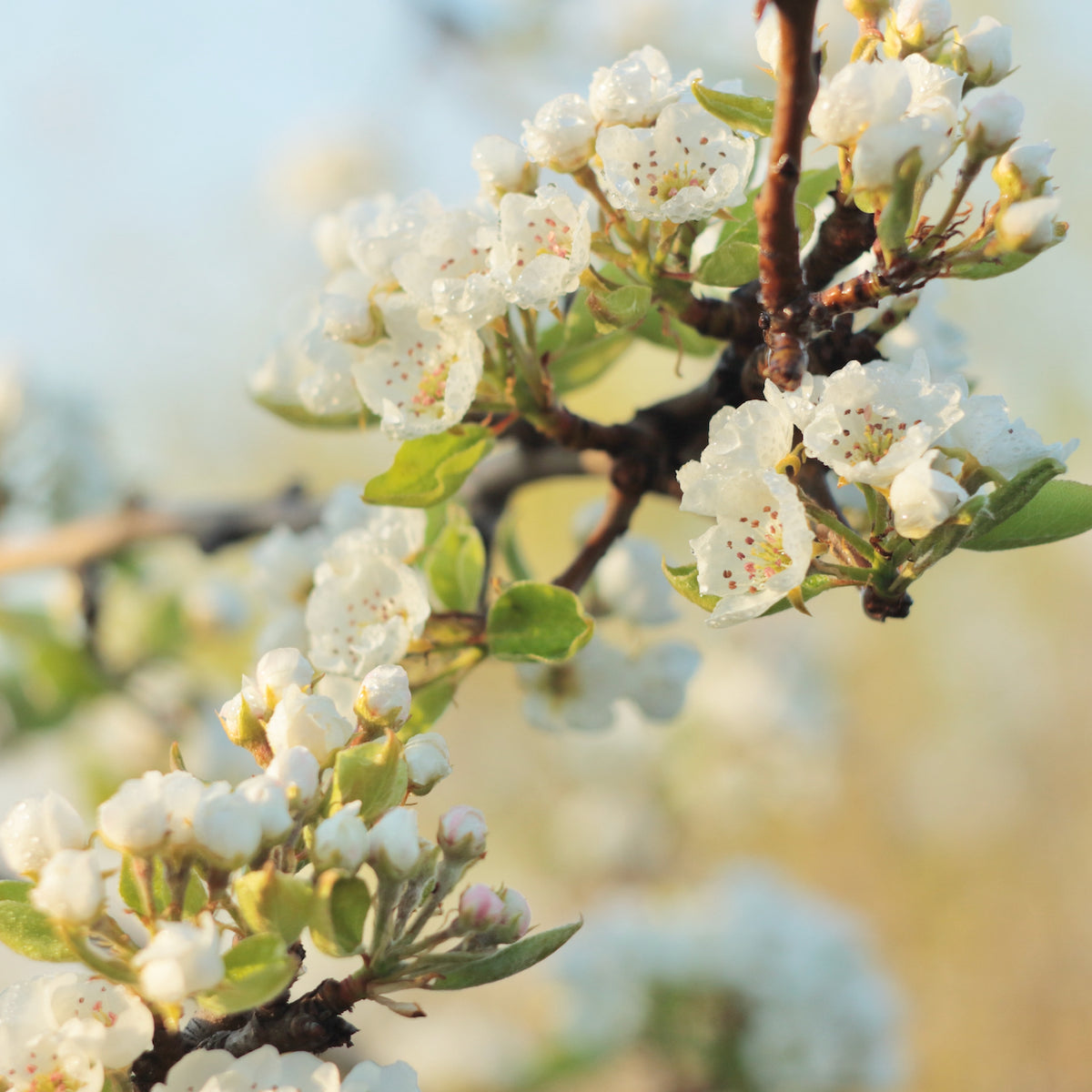 Pear Blossom Candle