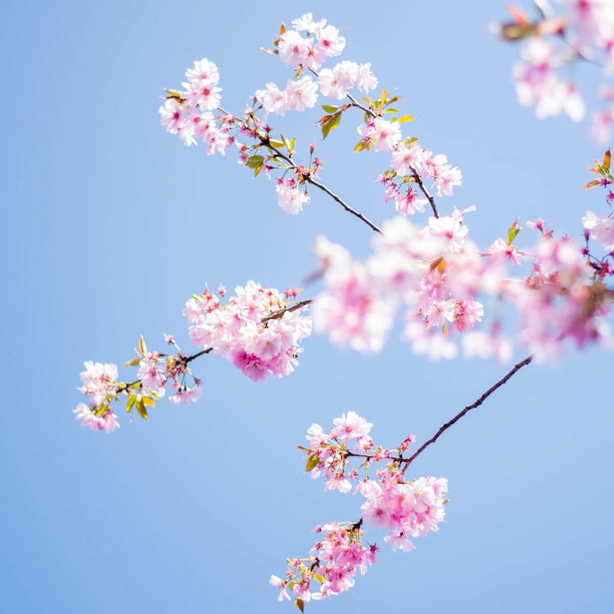 Cherry Blossom Candle