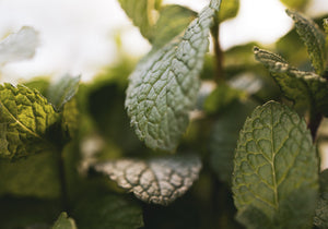 Beard Balm - Beer & Spearmint