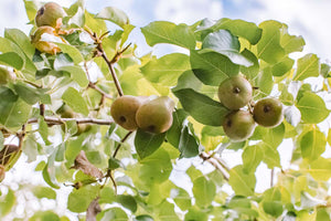 In A Pear Tree